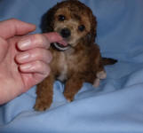 Sable Male Toy Poodle Pup