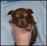 Chocolate and Tan Long Coat Male Chihuahua Puppy