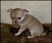 chocolate Fawn Smooth Coat Female Chihuahua Puppy