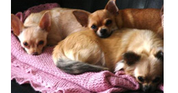 Adult Chihuahuas Looking for Retirement Homes