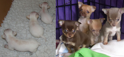 Chihuahua Pups of Various Colours and Sizes